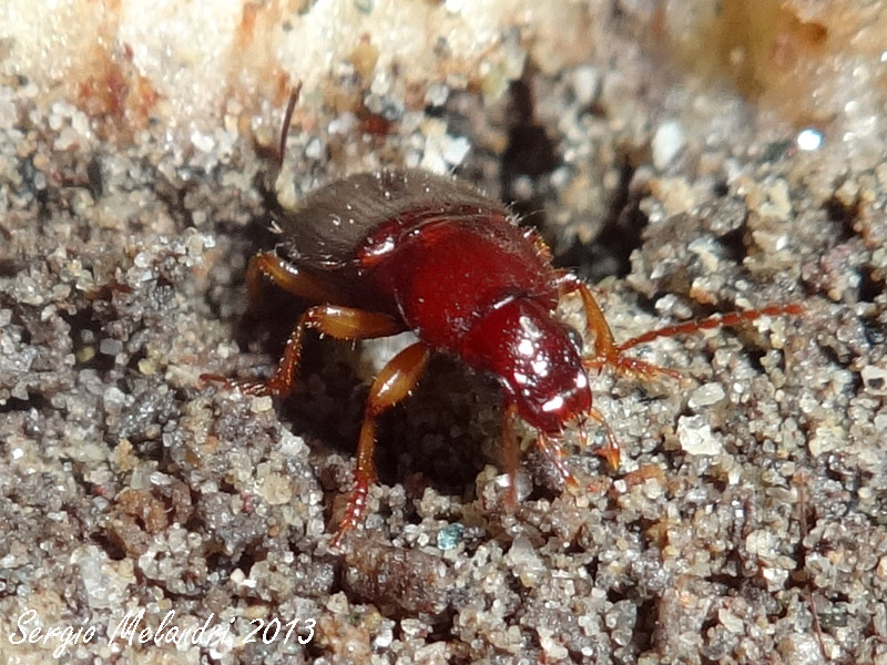 Ophonus (Metophonus) rupicola